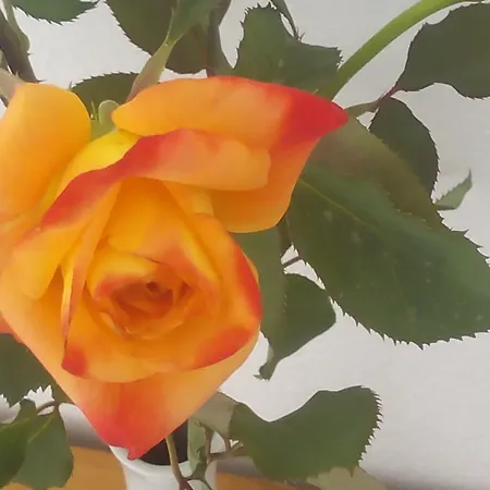 Sirocco Apartment Hersonissos (Crete)