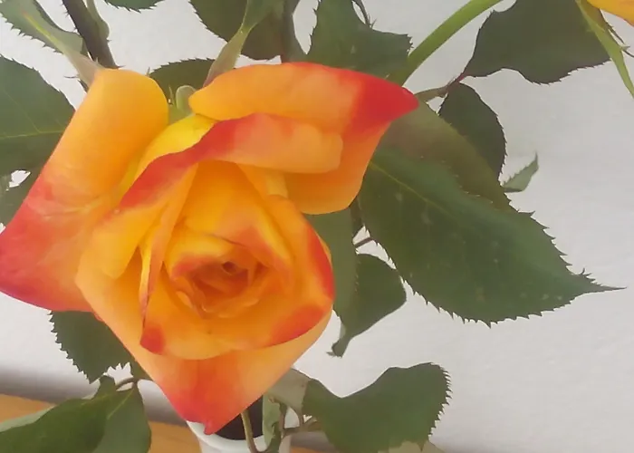 Sirocco شقة خيرسونِسوس